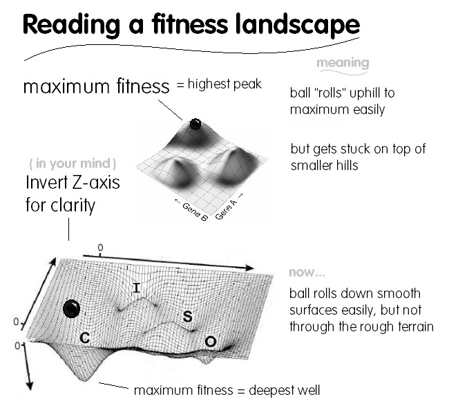 reading a fitness landscape