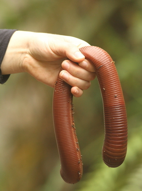 australian earthworms