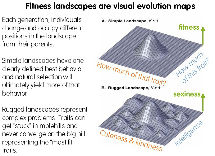 fitness-landscapes2